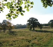 Trees in Meadow